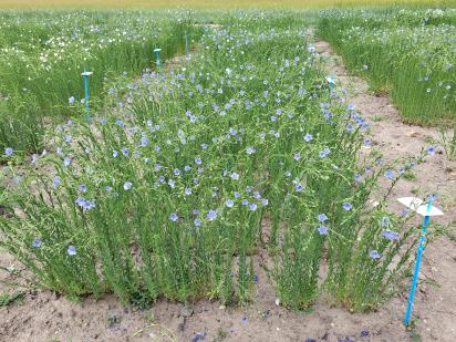 Click for 1 image(s) for this accession.